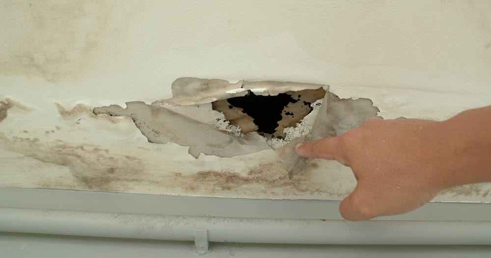 Harmful Mold Growth Naperville IL